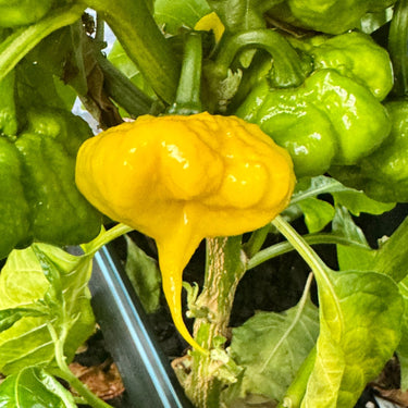 Lemon StarrBurst - Seeds - The Pepper Pantry (Formerly Marie Sharp's)